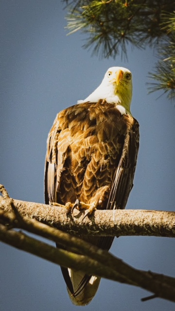 A bald eagle is sitting on a pine branch.