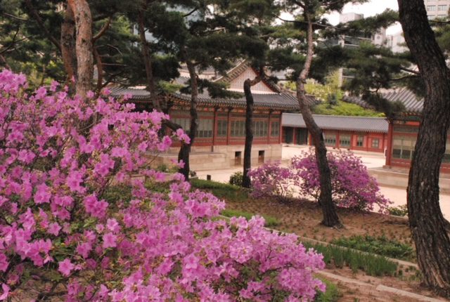 A garden with purple flowers in front of a building.