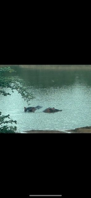 Hippopotamus in South Africa