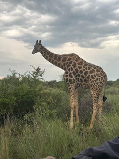 A view at the Giraffe in South Africa