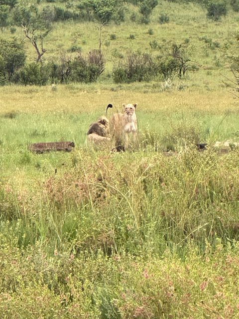 Lions in the bush, South Africa