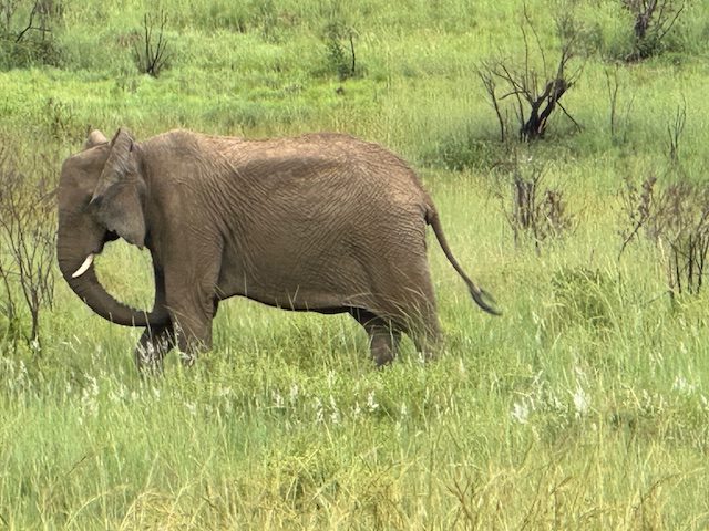 A close up look at the Elephant in the bush