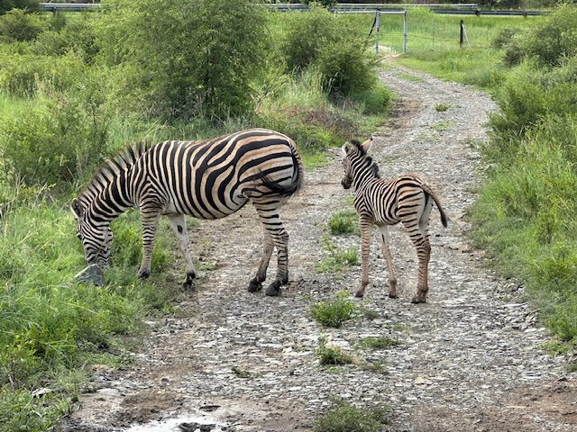 Zebra's in South Africa on the road