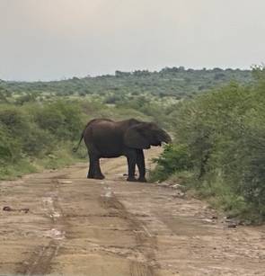 A closeup look at the Elephant in the road