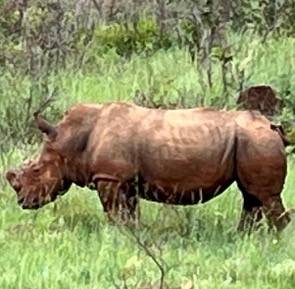 Rhinoceros in the bush